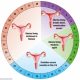 Menstrual_Cycle_And_Your_Health