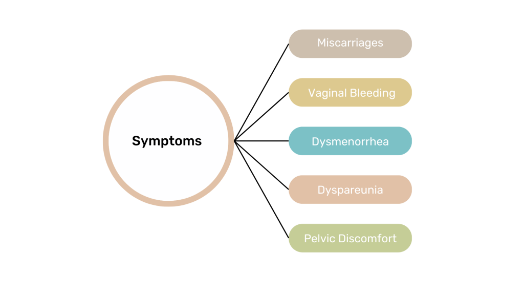 Symptoms and Causes of Bicornuate Uterus